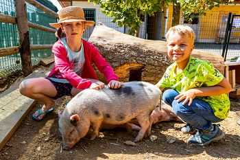Kinder mit Schwein im Familien Resort Petschnighof