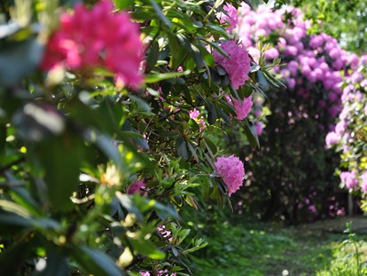 Familienhotel - Wellnessbereich - Rhododendronpark - Gut Landegge Familotel Emsland