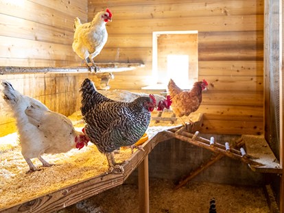 Familienhotel - Trebesing - Unsere Hühner warten auf viele fleißige Helfer. - Familienhotel Oberkarteis