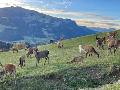 Familienhotel - Kitzbüheler Alpen - Im Herbst den Tierpark besuchen - Naturhotel Kitzspitz